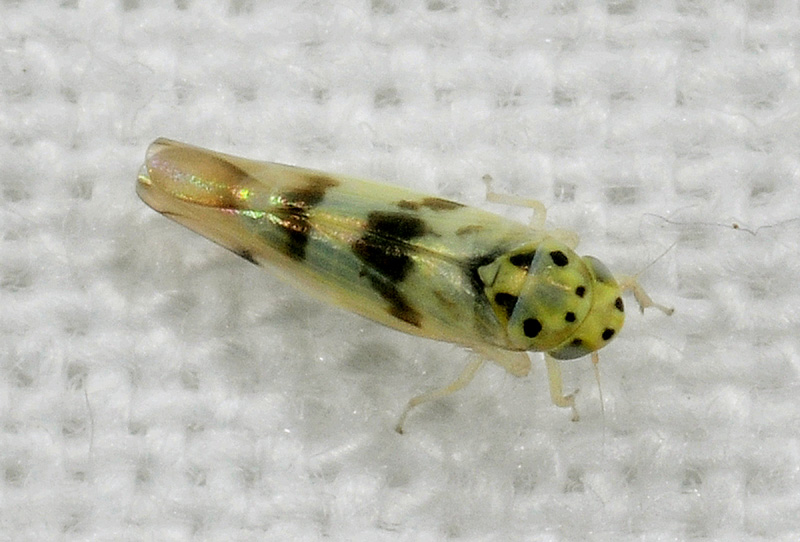Linnavuoriana sexmaculata  (Cicadellidae Typhlocybinae)